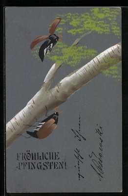 May Beetle on the Trunk of a Birch Tree, Pentecost Greeting, Postcard 1904 