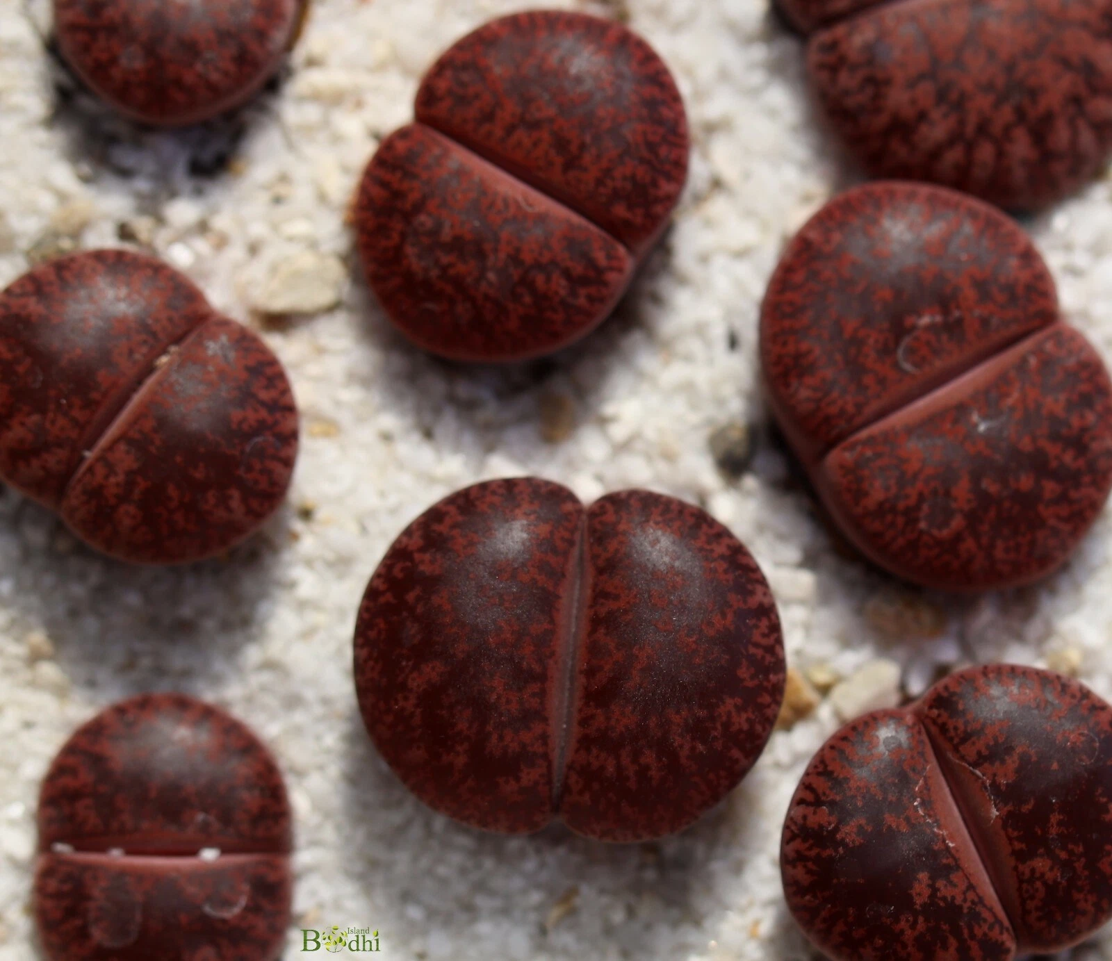 SEEDS - Lithops lesliei ‘Jambourree’ 10seeds
Opens in a new window or tab