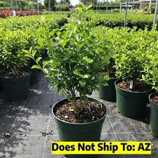 Privet Hedge Plant Ligustrum Wax Shrub Wavy Leaf Recurve Blooms 1 Gal Pot 6-12"H