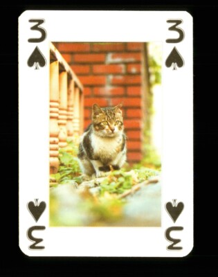 1 x Spielkarte Schöne Katze Serie - siehe Foto - 3 von Pik S34