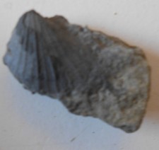 Muszla Oxytoma Jura- Lias Natura (Z89) Zobacz!