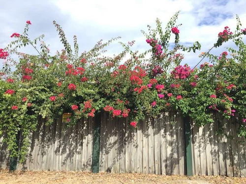 3 Plants | Larger Bougainvillea Assorted Pack Mixed Plants | Climbers - Picture 12 of 12