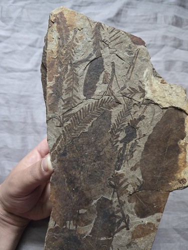 Rarissima pianta da pavimento foresta eocene qualità museale fossili foglie McAbee Canada - Foto 2 di 5