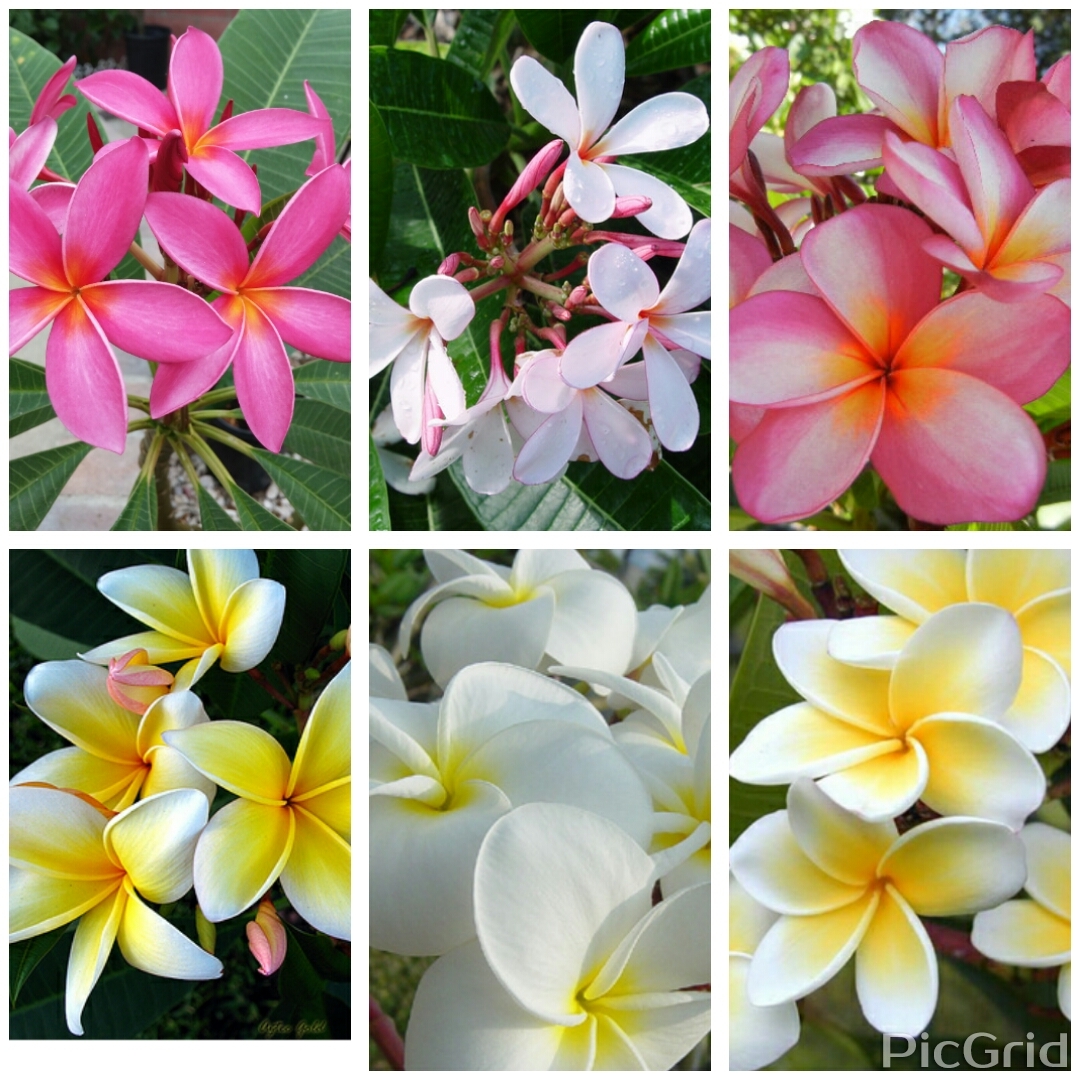 6) Cutting Plumeria Collection 15
