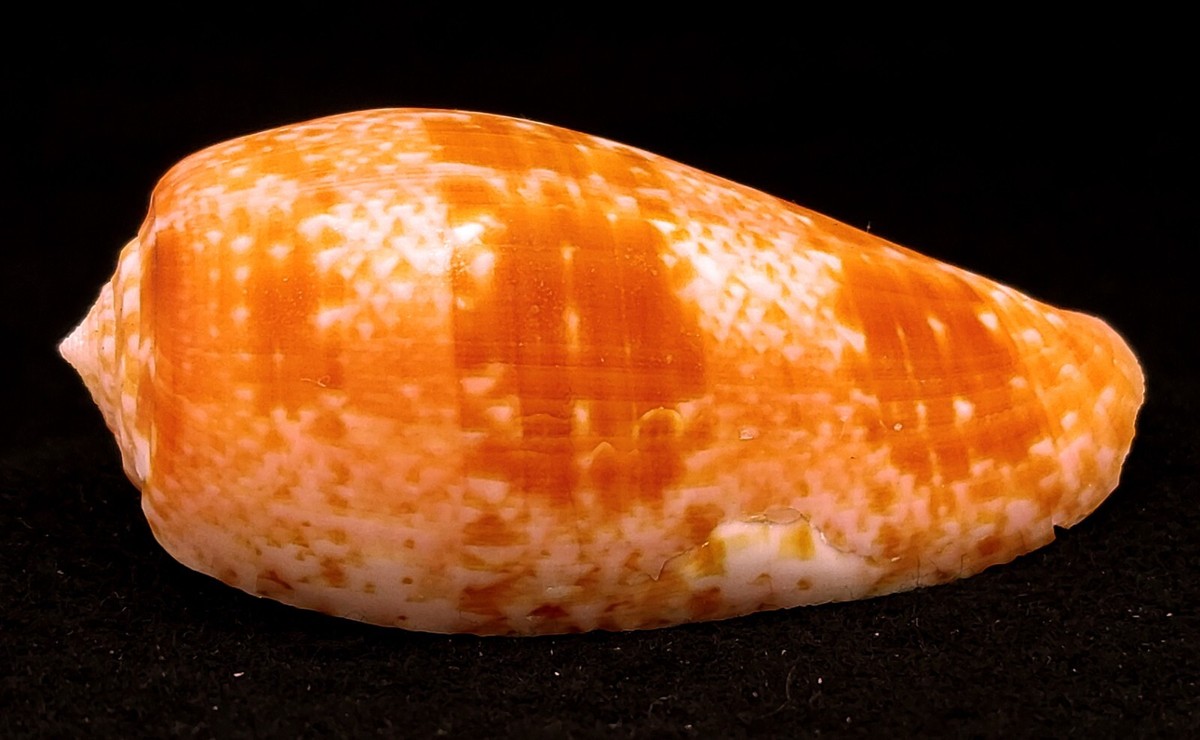 FS Conus (Textilia) bullatus 62mm | eBay