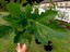 Natalina-Fig-Tree-Cuttings-Vigorous-Purple-Black-Italian-Cultivar
