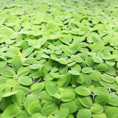 40+Leaf Dwarf Water Lecttuce Free Floating Aquarium Plant Buy 2 Get 2 Free