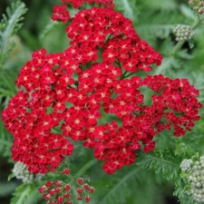 Red Yarrow Seeds, Rubra, Easy Grow Perennial, Herb, Butterflies, FREE SHIPPING