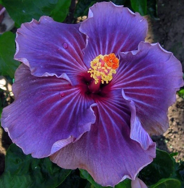 Wonderful Perennial Rare Purple Hibiscus Flower Seeds Bonsai Garden Home Flowers