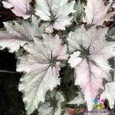 25+ Champagne Bubbles Begonia Seeds for Garden Planting - USA - FREE SHIPPING!