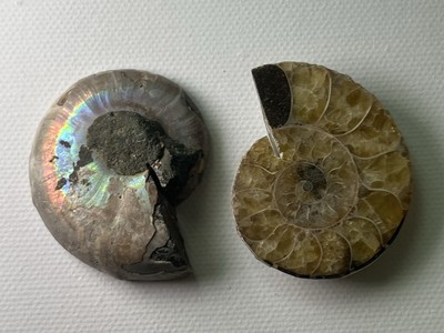 2 Ammonite Fossil Polished Pair Ocean Earth Metaphysical Energy Healing 