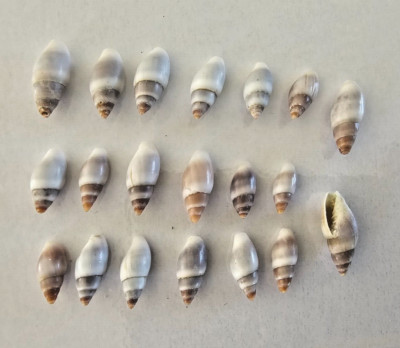 Mitra Cornicula sea shells 15 -25 dead shells