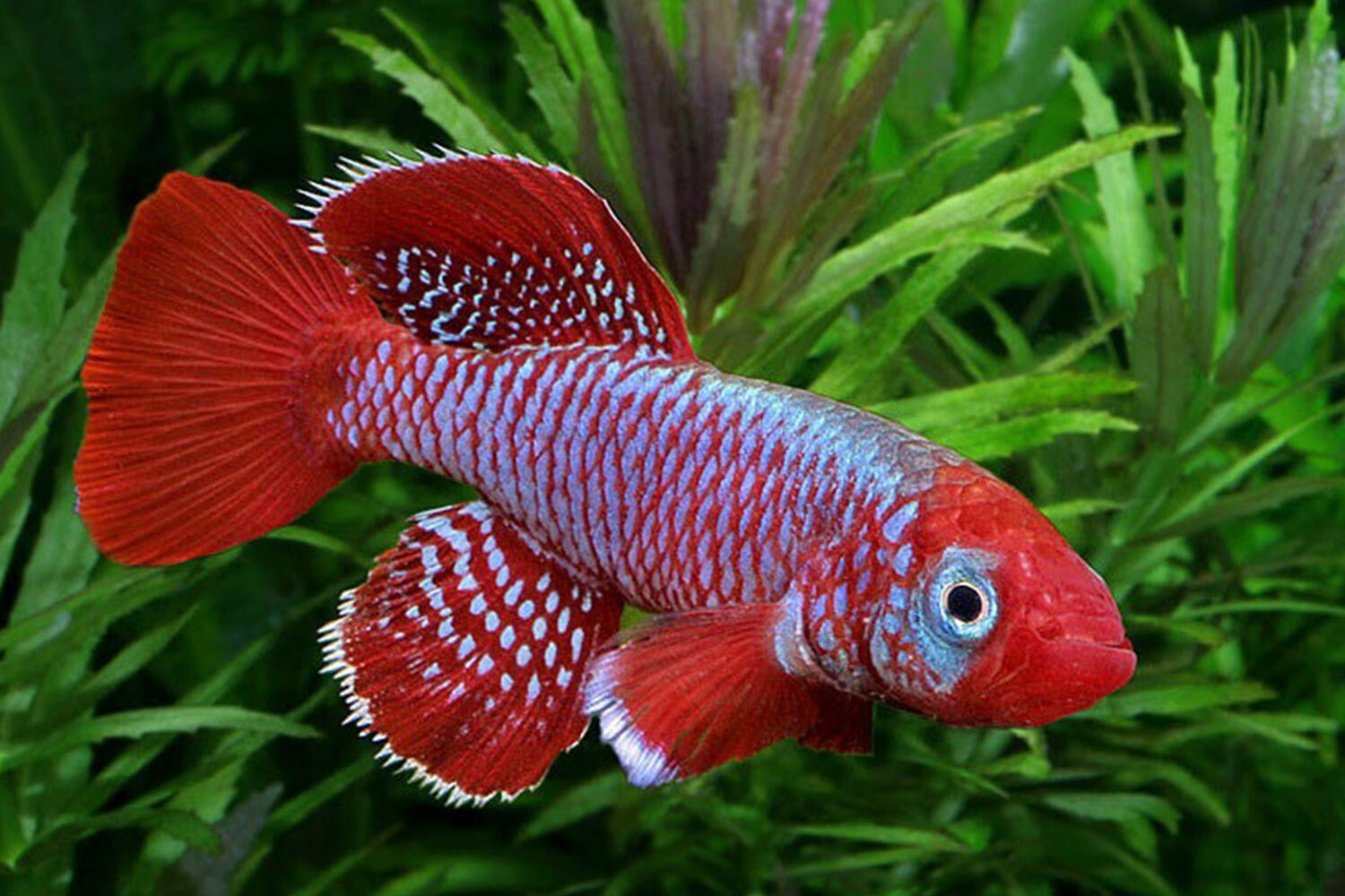 Hatching annual killifish eggs >> killi.co.uk