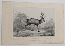 Gravure, Chasse : LE CERF DIX