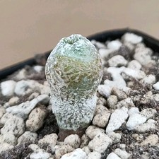 Astrophytum myriostigma Onzuka "BLIND" (Monster) POT 6 CM On its own root RARE!!