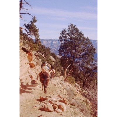 Grand Canyon Bright Angel Trail MULE TRAIN GCNP Color Photo Slide 2001 Arizona