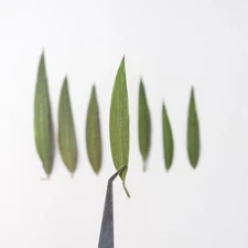 12PCS real Pressed dry Bamboo leaves, Floral supply for art craft FSS18