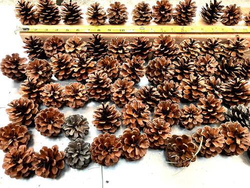Lot of 100 Pitch Pine Cones for crafts and Holiday decorating year Crop
