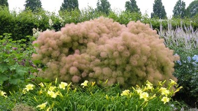 30 PURPLE SMOKE TREE Shrub Smokebush Cotinus Coggygria Rhus Cotinus Sumach  Seeds | eBay