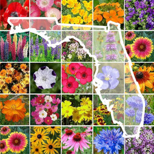 Eden Brothers Florida Wildflower Mixed Seeds for Planting, 1/4 Lb, 120,000 Seed