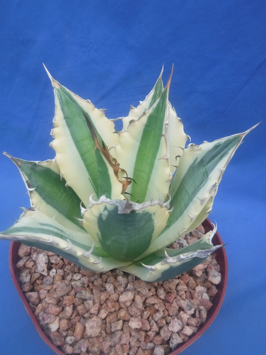 Agave titanota 
