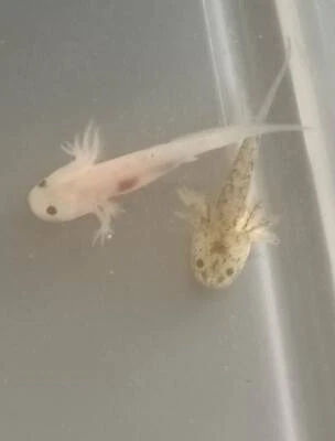 Two Month Old Axolotls For Sale Each Fish Gumtree Australia Ryde Area Ryde