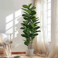 Faux Fiddle Leaf Fig Tree 6 FT with 69 Fiddle Leaves Lifelike Fake Tree for Home