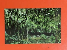 FERN GROTTO ~ KAUAI  WAILUA RIVER ~ Vintage Unused HAWAII POSTCARD