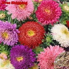 Sea Star Mix - Powder Puff Chinensis - China Aster Seeds | Flower Seeds
