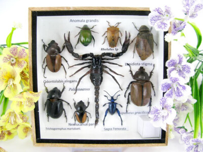Beautifully Prepared Insects Display Case Taxidermy Entomology - s68