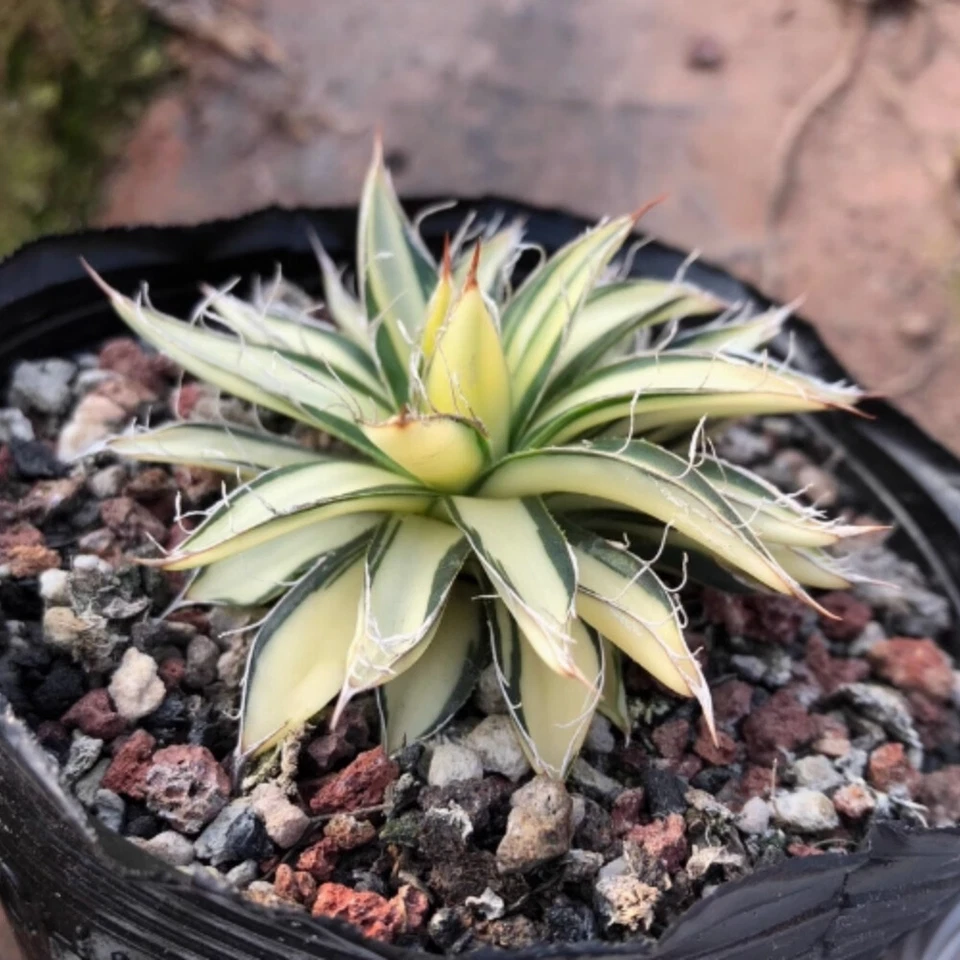 7cm 1PCS Agave Filifera 'Ouhi-Midare-Yuki Indoor and Outdoor Planting Rare - Image 4 of 4