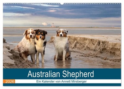 Australian Shepherd 2026 (Wandkalender 2026 DIN A2 quer), CALVENDO...