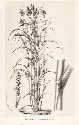 Broom-corn Africa Afrika botanical Botanik botany van Houtte Lithographie