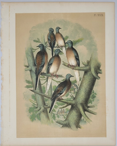 Passenger Pigeon – 1878  by  Theodore Jasper vintage  print – Chromolithograph
