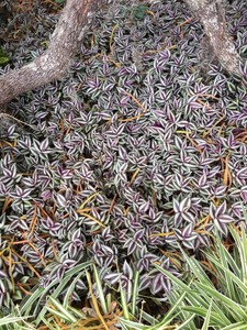 Wandering-Jew-Wholesale-20-Pieces-7-Long-Houseplant-Shade-Plant-Tradescantia