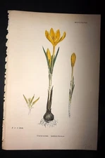 Sowerby 1869 Hand Col Botanical Print. Golden Crocus 1498