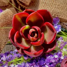 Live Succulent 'Red Light' – Bare Root Plant for Office, Wedding, or Home Decor