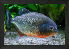 Redbellied Piranha Fish Framed Wall Art Poster Canvas Print Picture