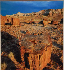 PETRIFIED FOREST NATIONAL PARK ARIZONA POSTCARD