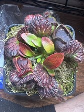 Pitcher Plant Cephalotus Carnivorous Plants for sale | eBay