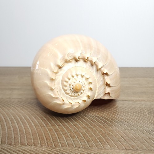 Melo Diadema Shell 9 in Natural Baler Seashell