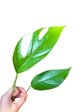 Pothos Baltic Blue (Rooted Starter Plant) Live House Plants BUY 2 GET 1 FREE