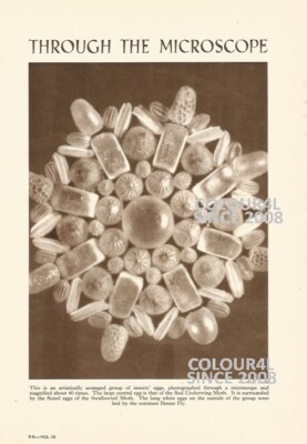 DURCH DAS MIKROSKOP INSEKTENEIER ROTE UNTERFLÜGELMOTTE FOTO ILLUSTRATION DRUCK 