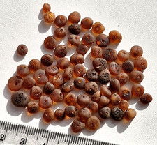 REAL RAW BALTIC HOLED AMBER LOOSE BEADS 70 1 SCREW CLASPS