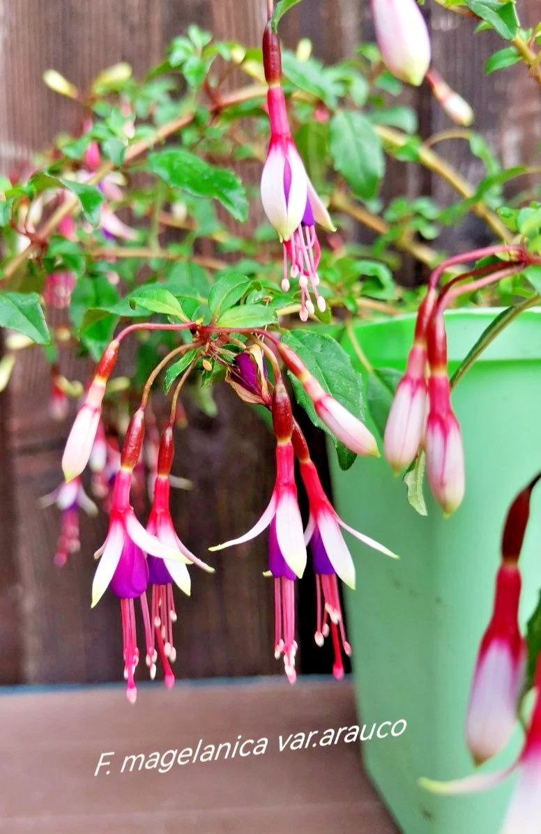 Fuchsien Samen 600 Stck  Winterharte Balkonpflanzen, Geschenk Fr  Gartenliebhaber, Alte Sorten Zimmerpflanzen