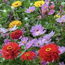 25 Cosmic Zen - Zinnia & Cosmos Flower Seed Mix Attracts Hummingbirds USA Seller