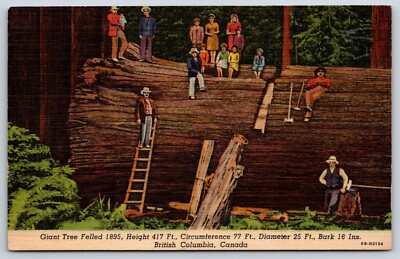 Postcard Giant Tree Felled 1895, British Columbia, Canada Unposted