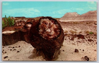 Postcard Petrified Forest Arizona Agate Eye Root Log Color USA Unposted