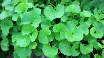 #ad PENNYWORT BIG LEAFGOTU KOLACENTELLA ASIATICA SEEDSHẠT RAU MÁ LÁ LỚN 200 PCS $4.99