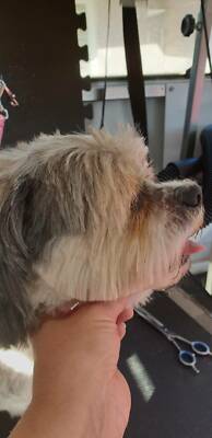 fetch mobile dog spa